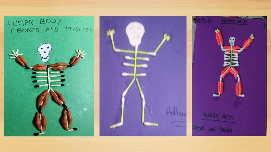 CLASS II ACTIVITY-BONES AND MUSCLES