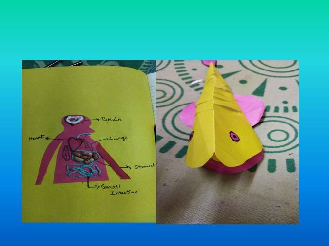 CLASS III ACTIVITY INTERNAL ORGANS AND MOVING FISH